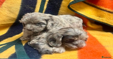 Cockapoo dogs - Advert 5