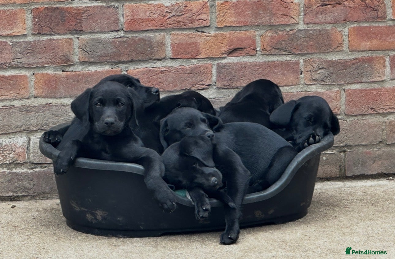 Labrador Retriever dogs Top Quality Pups From Working Line Parents  - Advert 1