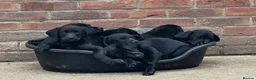 Labrador Retriever dogs for sale: Top Quality Pups From Working Line Parents  - Advert 1