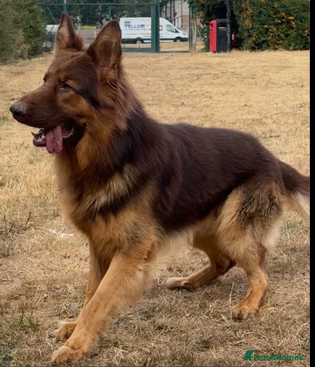 German Shepherd dogs PROVEN MASSIVE LIVER AND TAN GERMAN SHEPHERD STUD! - Advert 9
