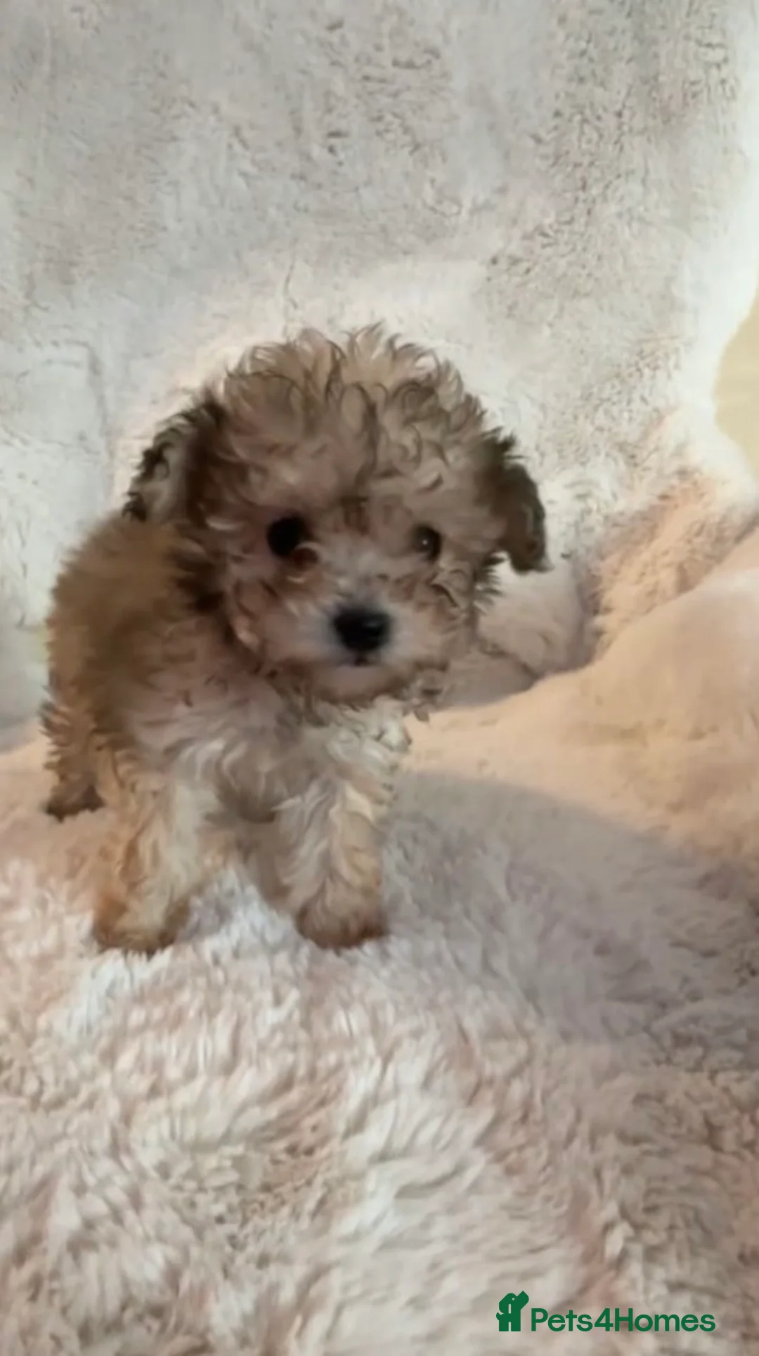Toy Poodle dogs for sale: 3 tiny toy poodles looking for there forever home - Advert 6