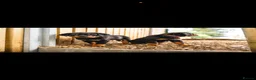 Rottweiler dogs for sale: 🐾 KC Registered Rottweiler Puppies for sale in Huddersfield - Advert 22