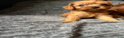 Cavapoo dogs for sale: Toy Cavapoo puppies- 3 boys & 3 girls  in Bristol - Advert 5
