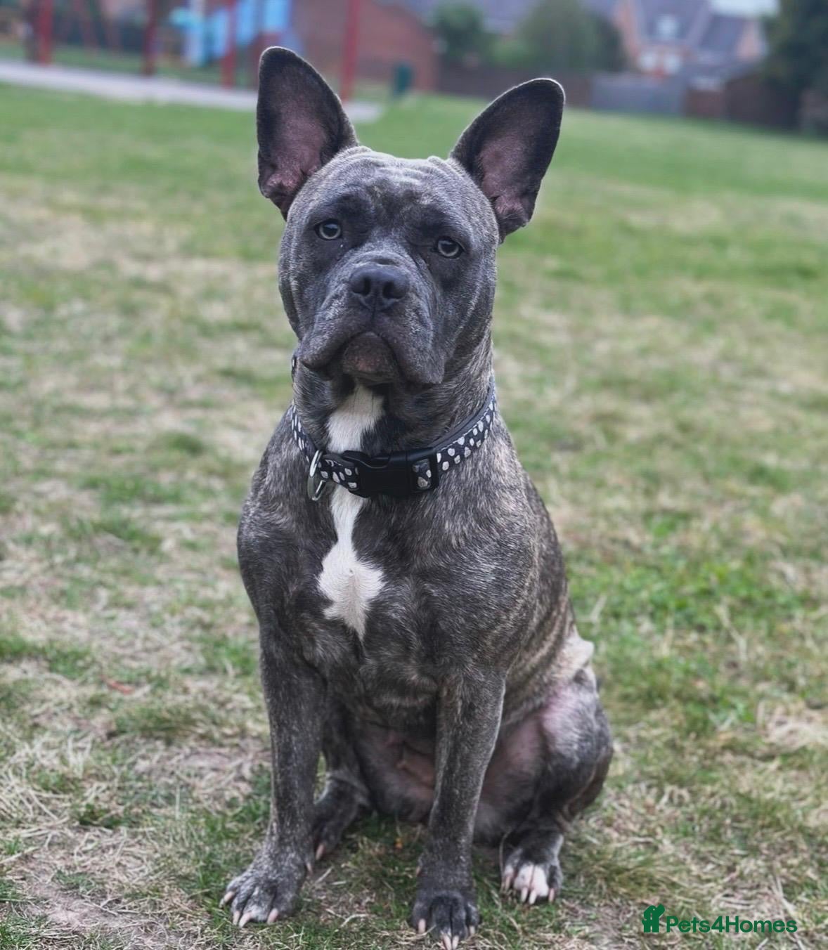 Mixed Breed dogs 2 year old female looking for loving home - Advert 1