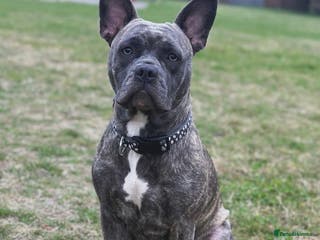 Mixed Breed dogs 2 year old female looking for loving home - Advert 11