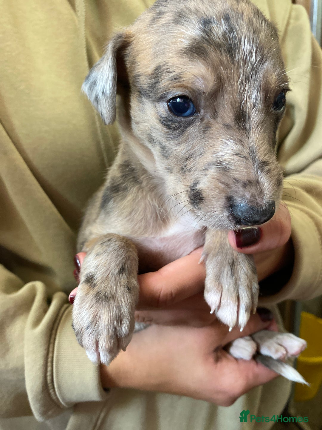 Mixed Breed dogs for sale: Deerhound greyhound collie puppies  - Image 26