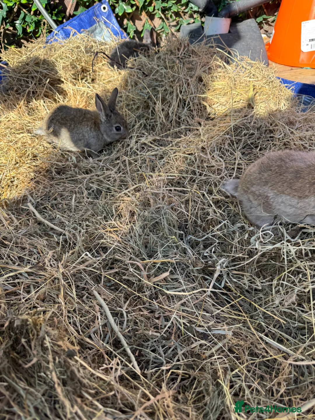 Mixed Breed rabbits for sale: Baby Rabbits Ready to go  - Advert 3