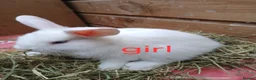 Mini Lop rabbits for sale: Mini lop bunnies  - Advert 5
