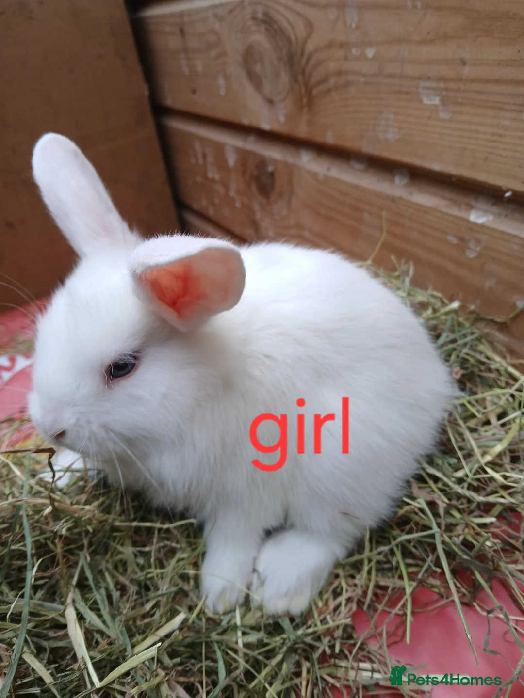 Mini Lop rabbits for sale: Mini lop bunnies  - Advert 5