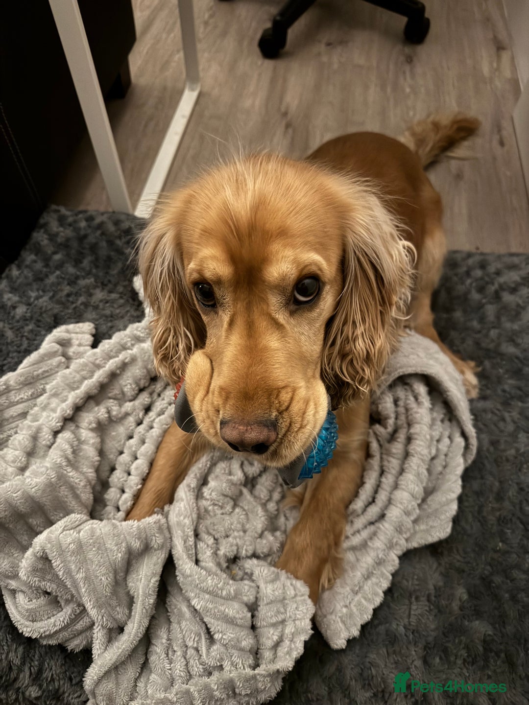 Cocker Spaniel dogs for sale: Sunny-Working Cocker Spaniel - Image 1