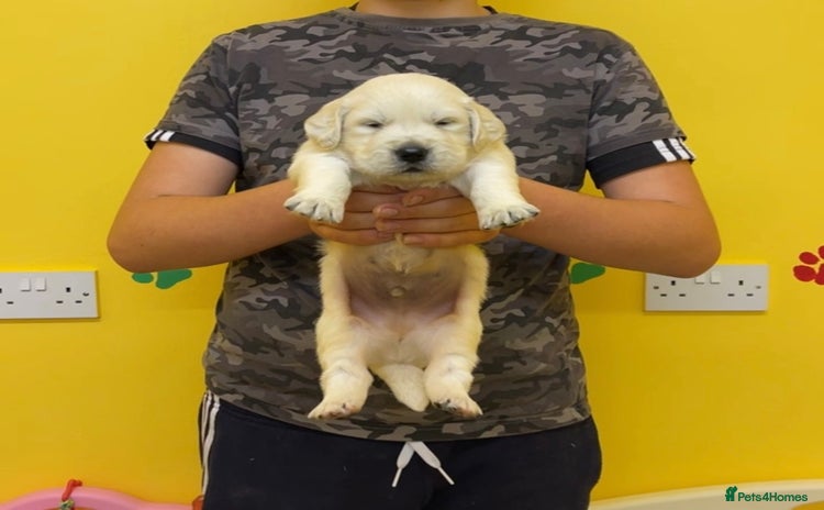 Golden Retriever dogs - Advert 3