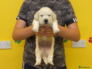 Golden Retriever dogs - Advert 2