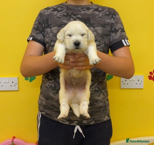 Golden Retriever dogs - Advert 1