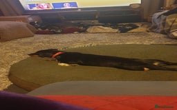 Mixed Breed dogs for adoption: Carli  - Advert 3