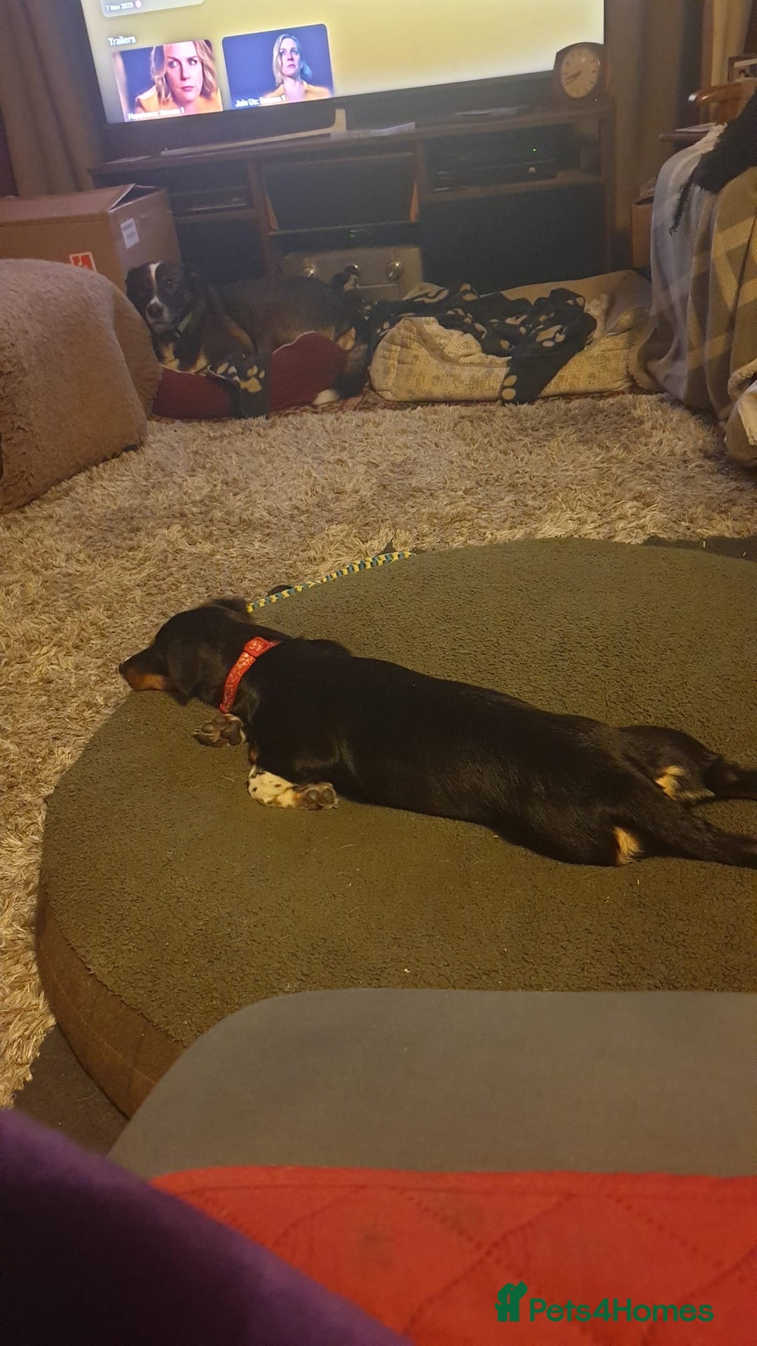 Mixed Breed dogs for adoption: Carli  - Advert 3