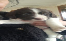 English Springer Spaniel dogs for sale: Beautiful Litter of English Springer Spaniels  - Image 7