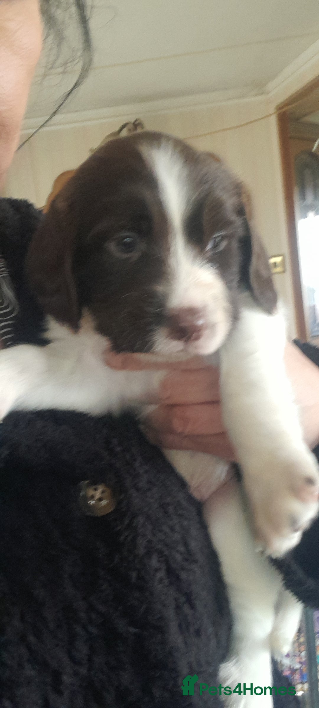 English Springer Spaniel dogs for sale: Beautiful Litter of English Springer Spaniels  - Image 7
