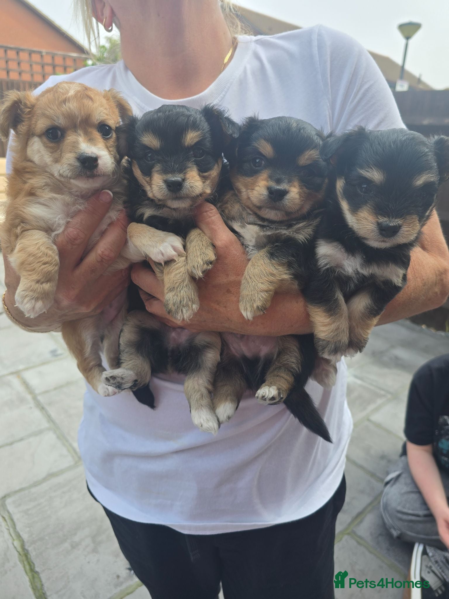 Mixed Breed dogs 4 pups available pom x jackchi in Southsea - Advert 1