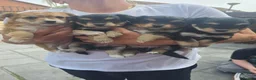 Mixed Breed dogs for sale: 4 pups available pom x jackchi in Southsea in Southsea - Advert 1