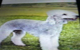 Mixed Breed dogs for sale: Cocker x beddlington terrier - Image 9