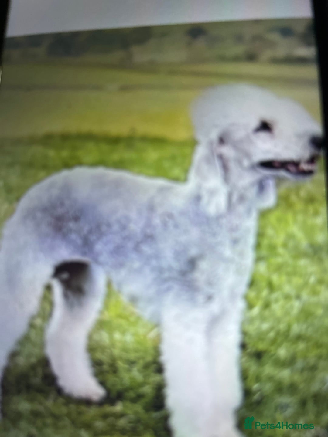 Mixed Breed dogs for sale: Cocker x beddlington terrier - Image 9