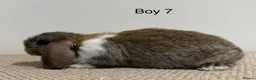 Mini Lop rabbits for sale: All reserved - Advert 7