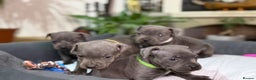 Staffordshire Bull Terrier dogs for sale: 🥰Beautiful Staffordshire puppies😍 - Advert 5