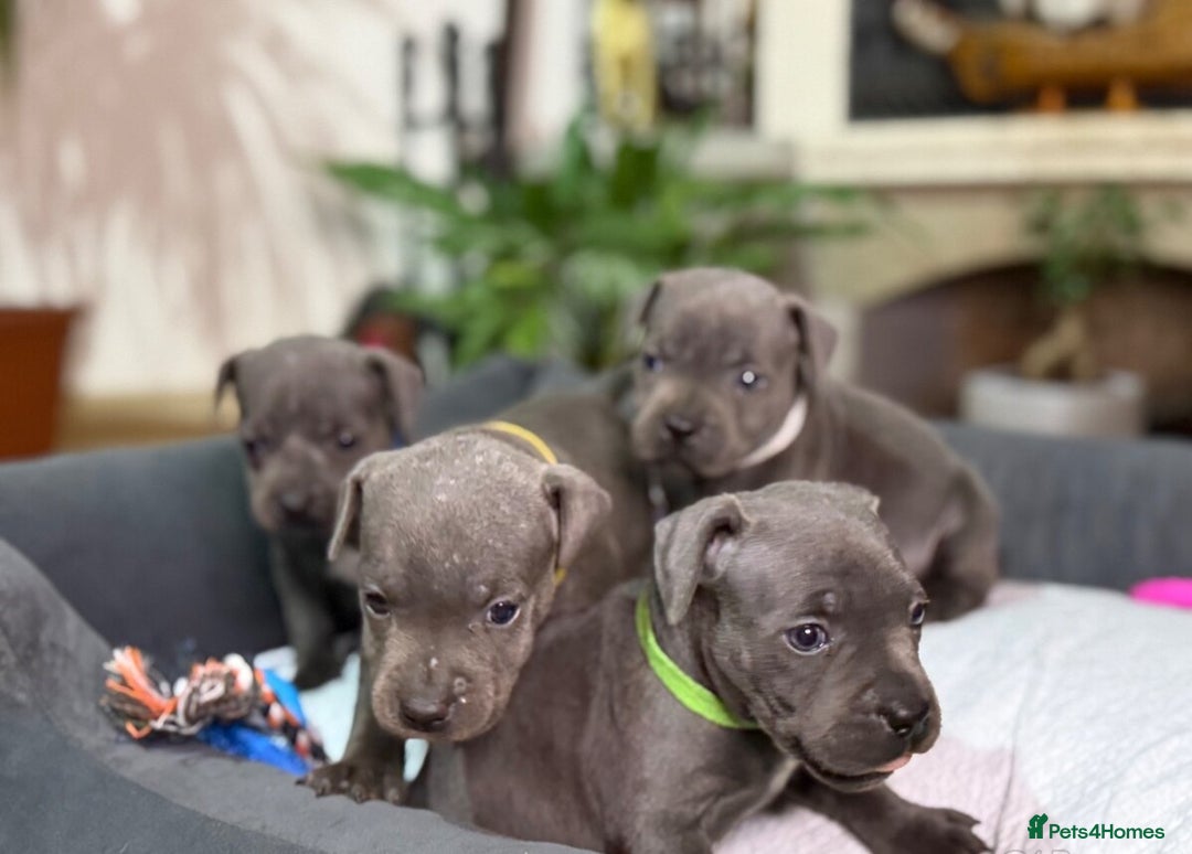 Staffordshire Bull Terrier dogs for sale: 🥰Beautiful Staffordshire puppies😍 - Advert 5