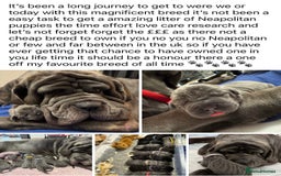 Neapolitan Mastiff dogs for sale: Neapolitan mastiff puppies  - Advert 18