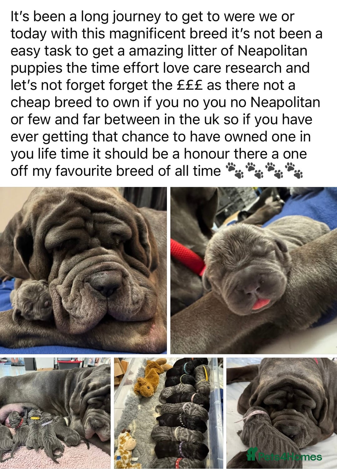 Neapolitan Mastiff dogs for sale: Neapolitan mastiff puppies  - Advert 18