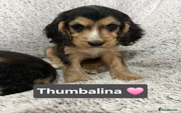 Cocker Spaniel dogs for sale: Beautiful KC show type cocker spaniel babies  - Image 1