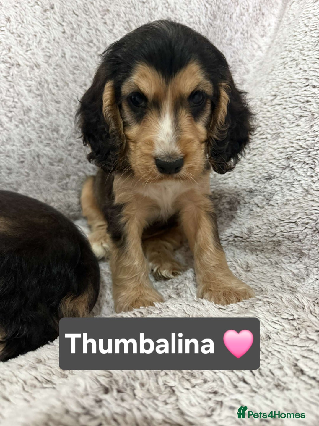 Cocker Spaniel dogs for sale: Beautiful KC show type cocker spaniel babies  - Image 1