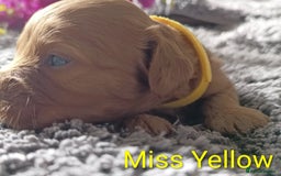 Cavapoo dogs for sale: Beautiful F1 cavapoo puppies  - Image 2