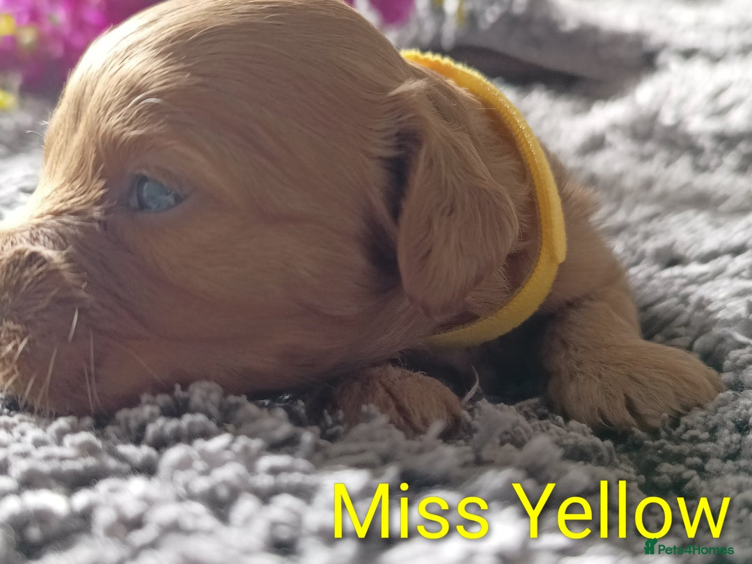 Cavapoo dogs for sale: Beautiful F1 cavapoo puppies  - Image 2