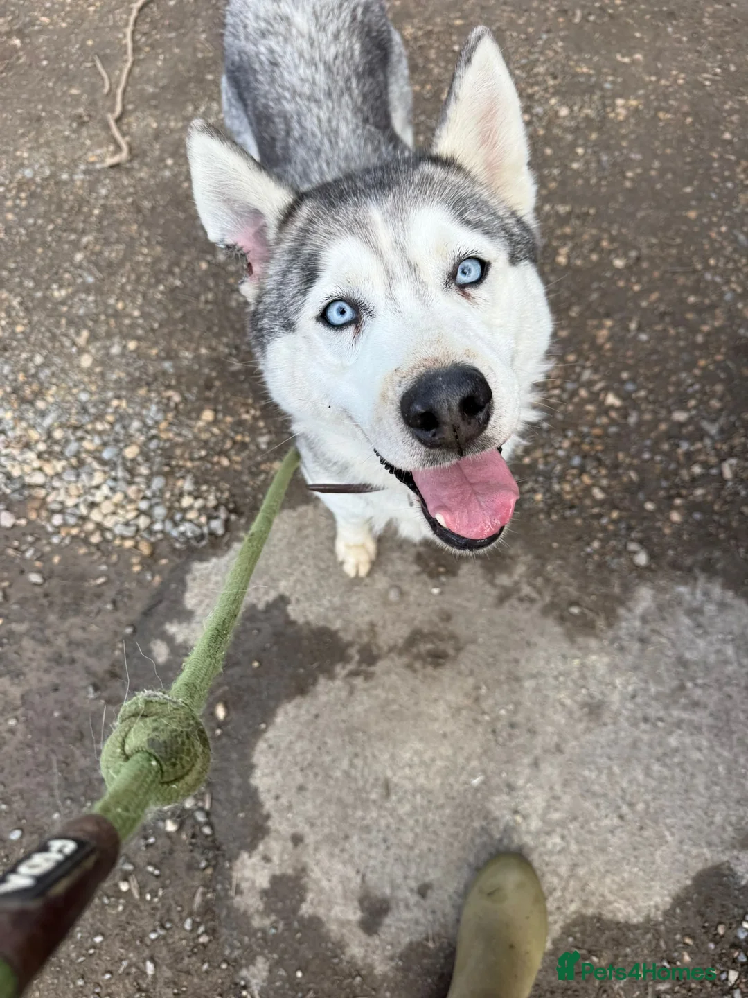 Siberian Husky dogs for adoption: Lady  in Swindon - Advert 2