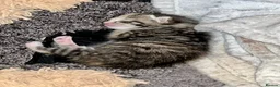 Mixed Breed cats for sale: 3 Adorable kittens available to reserve  - Advert 7