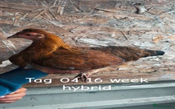 Chickens poultry for sale: Hybrid/ cross breed hens for sale - Image 5