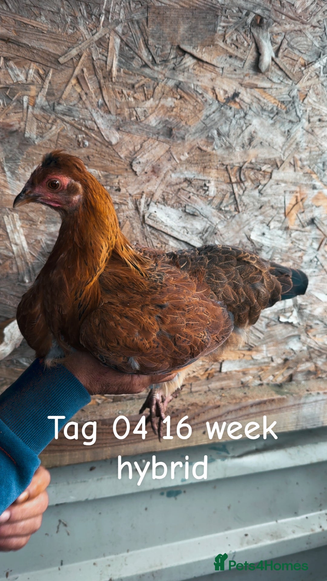 Chickens poultry for sale: Hybrid/ cross breed hens for sale - Image 5