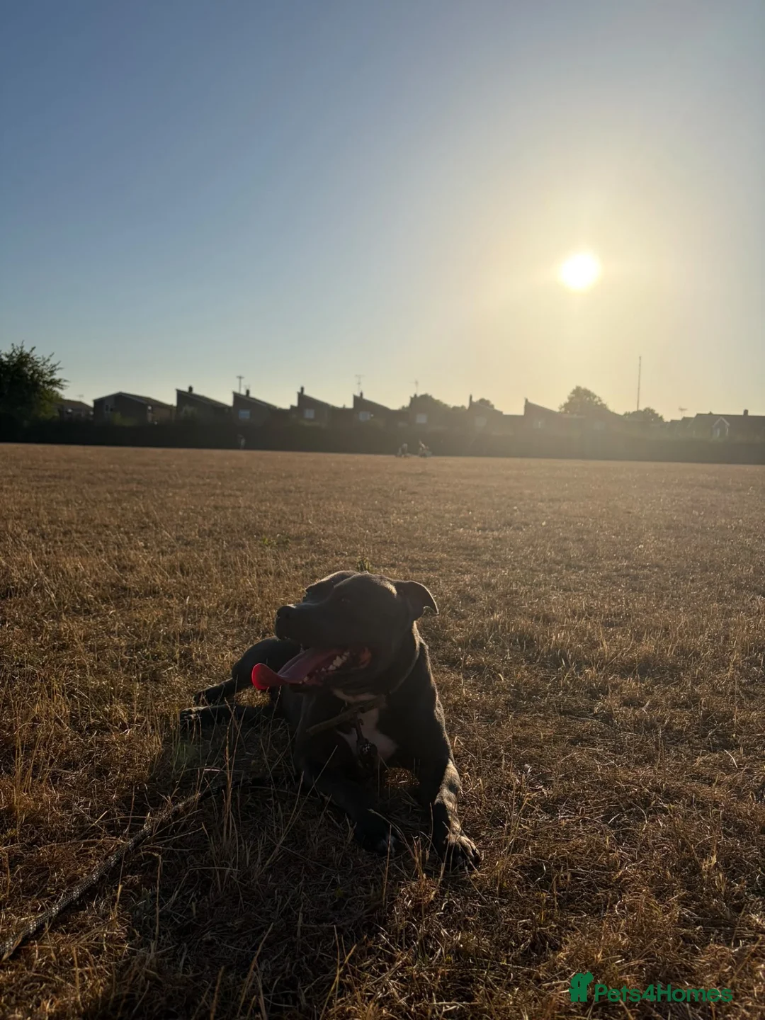 Staffordshire Bull Terrier dogs for stud: Blue Staffy Stud Available - Advert 2