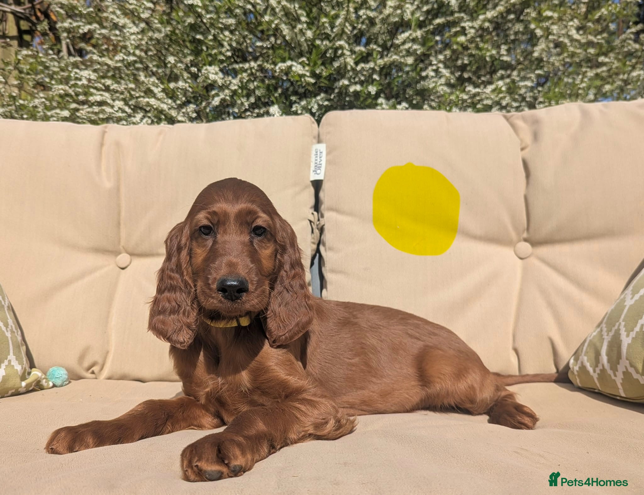 Irish Setter dogs KC registered Irish Setter Puppies  - Advert 1