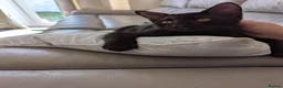 Mixed Breed cats for sale: Tiger,the black boy  - Advert 5