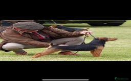 Mixed Breed dogs for sale: Working lakeland x Patterdale  - Image 4