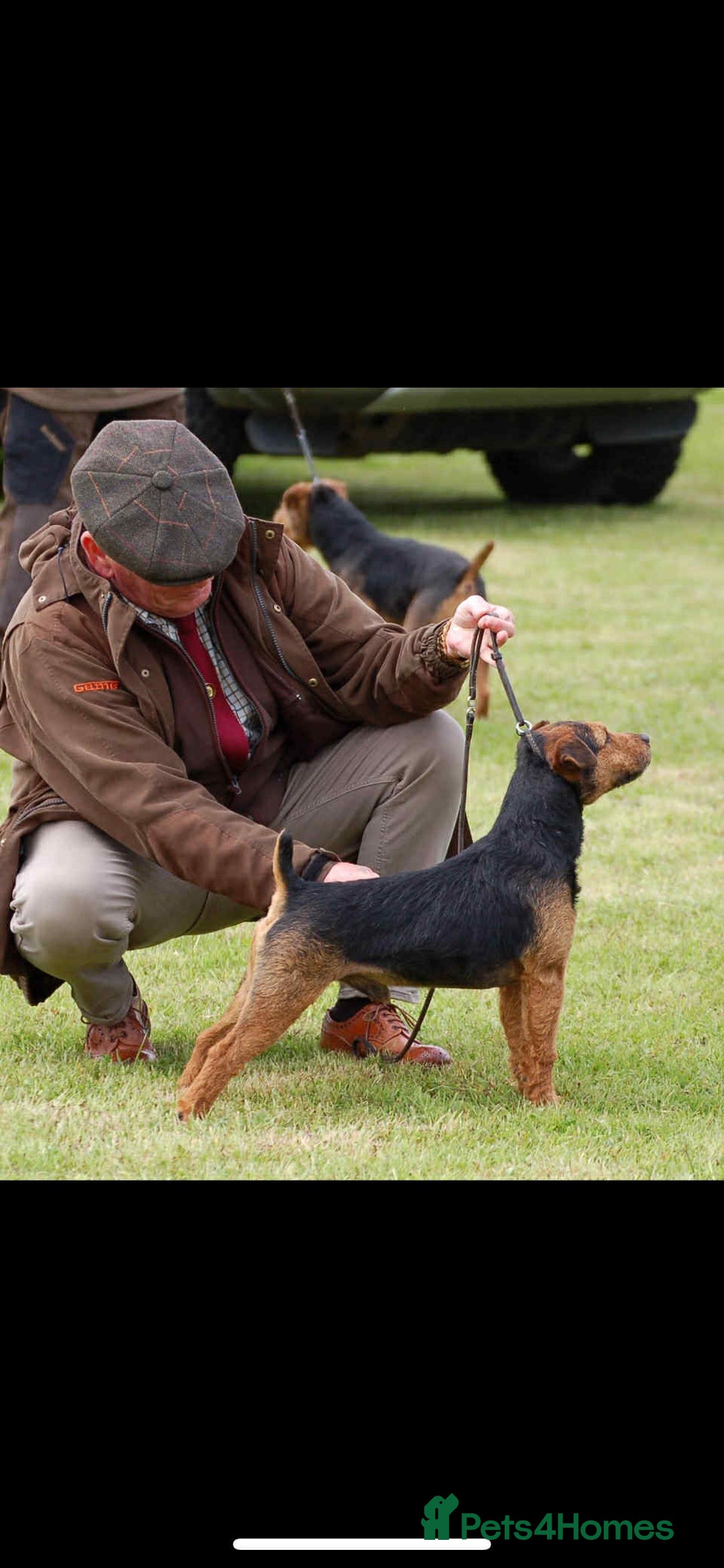 Mixed Breed dogs for sale: Working lakeland x Patterdale  - Image 4