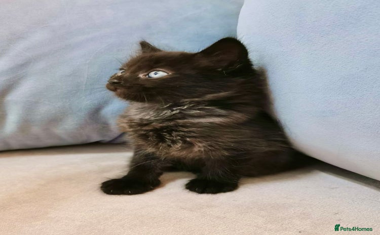 Maine Coon cats - Advert 1