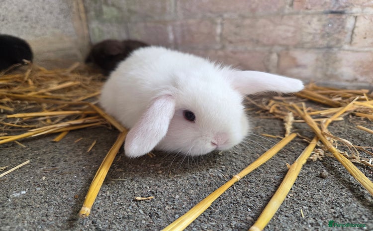 Mini Lop rabbits - Advert 2