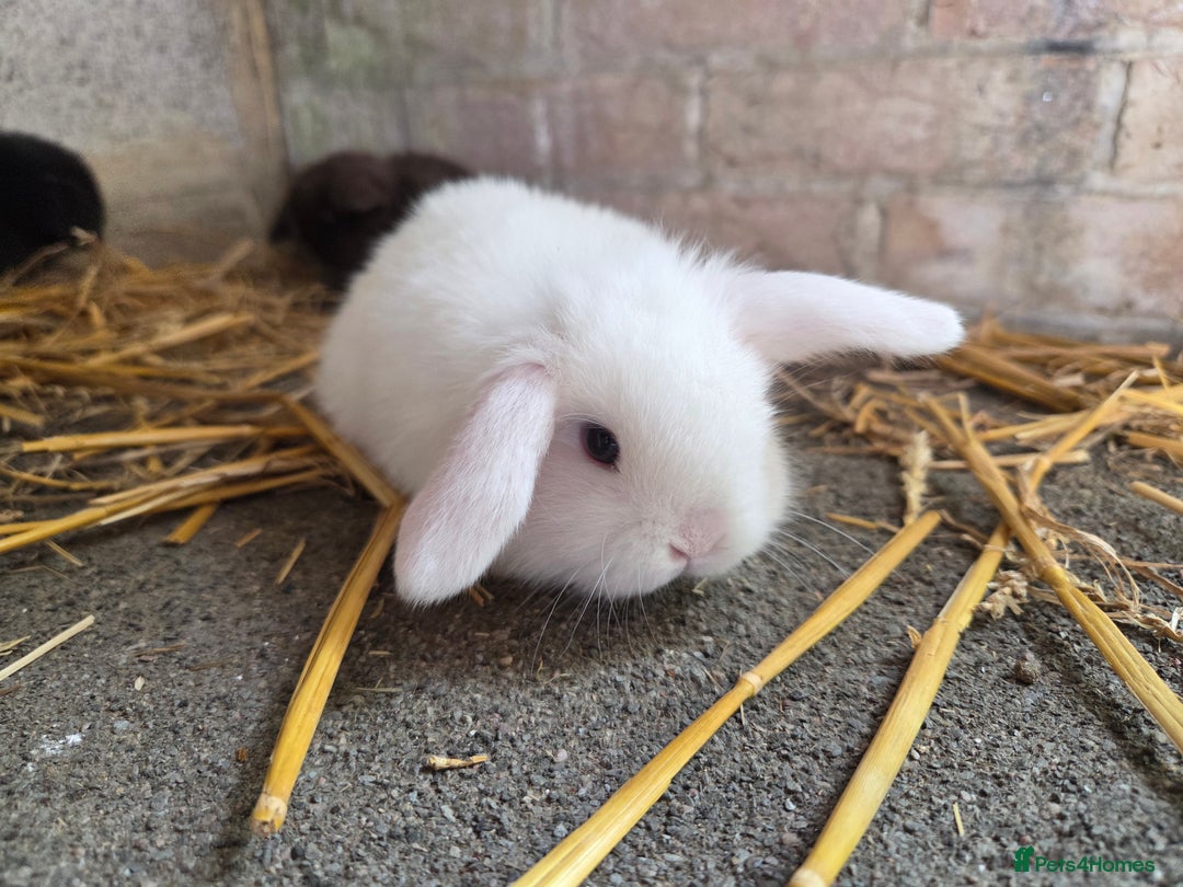Mini Lop rabbits for sale: Minilops ready 12th October  - Image 1