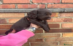 Cocker Spaniel dogs for sale: 3 male cocker spaniel pups  - Image 10