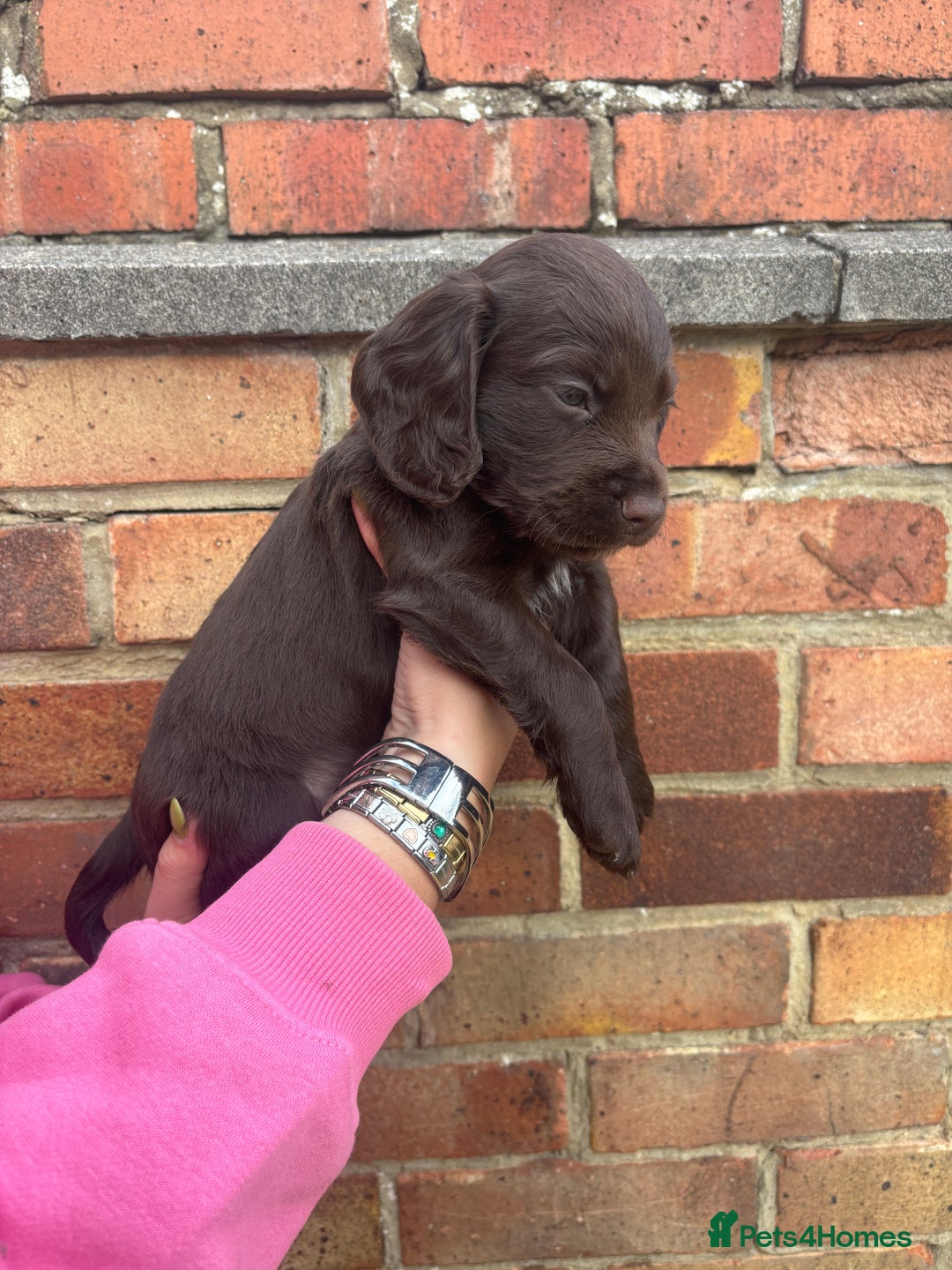 Cocker Spaniel dogs for sale: 3 male cocker spaniel pups  - Image 10