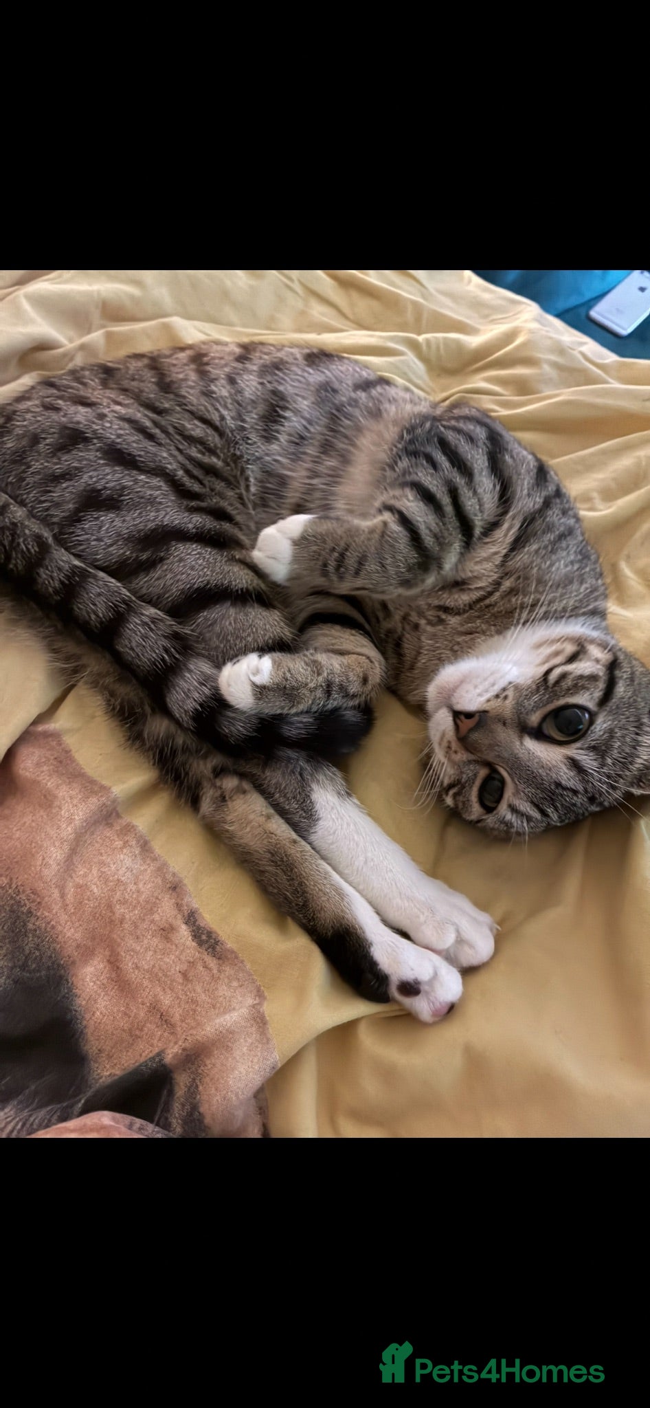 British Shorthair cats 1 year old tabby looking for forever home  - Advert 1