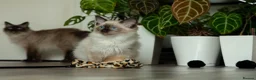 Ragdoll cats for sale: Beautiful Seal Point Male Ragdoll Kitten - GCCF - Advert 4